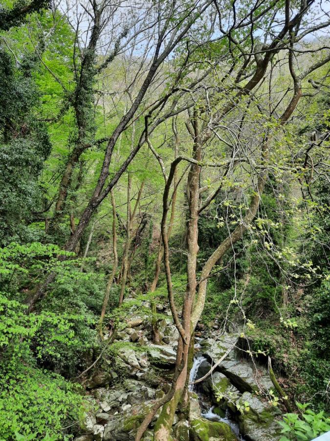 Αρχοντικό Κονάκι- Konaki Pelion 차가라다 외부 사진